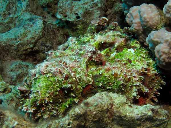 Stonefish