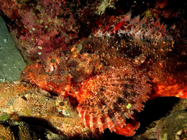 Scorpionfish à petite échelle — Photo