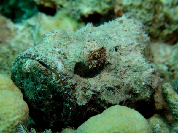 Scorpionfish barbu — Photo