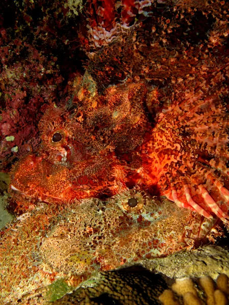 Scorpionfish à petite échelle — Photo