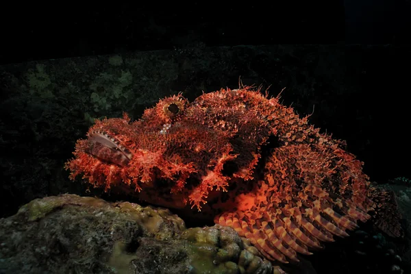 Scorpionfish à petite échelle — Photo