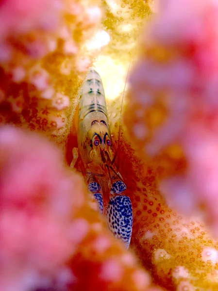 Strakaté dráp přitahování krevety — Stock fotografie