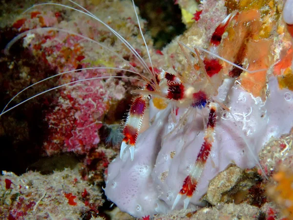 Boxer shrimp. — Stock Photo, Image