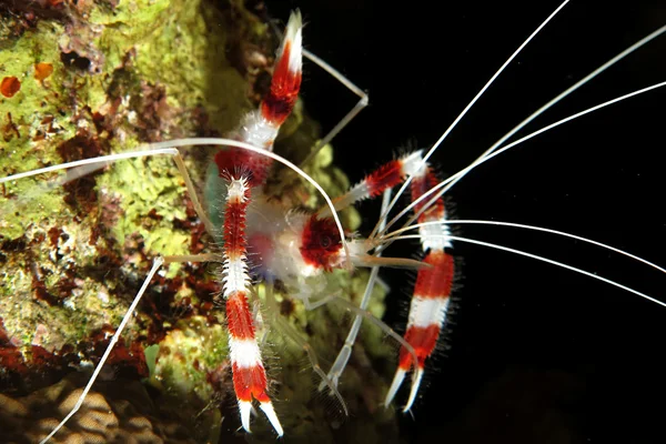 Boxer shrimp. — Stock Photo, Image