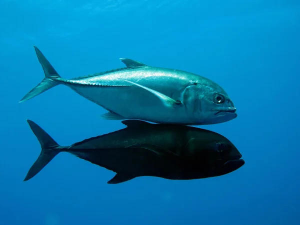 Obří trevally — Stock fotografie