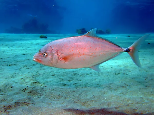 Trevally geel gevlekt — Stockfoto