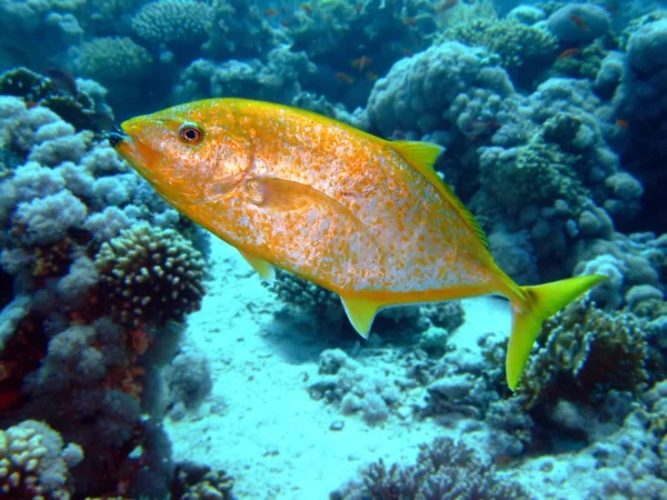 Yellowspotted trevally — Stock Fotó