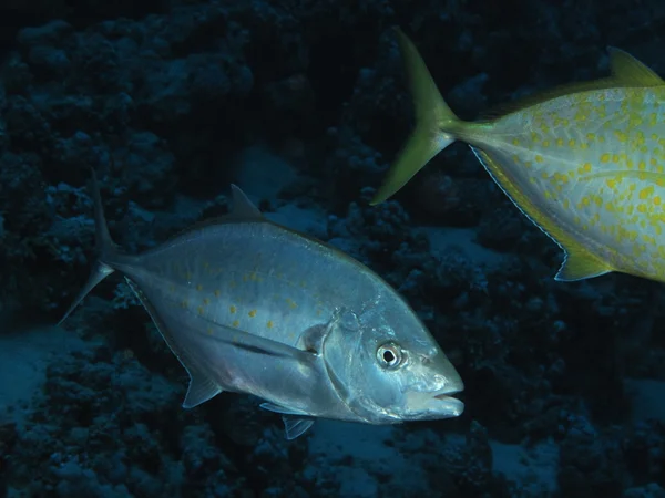 Yellowspotted trevally — Stock fotografie