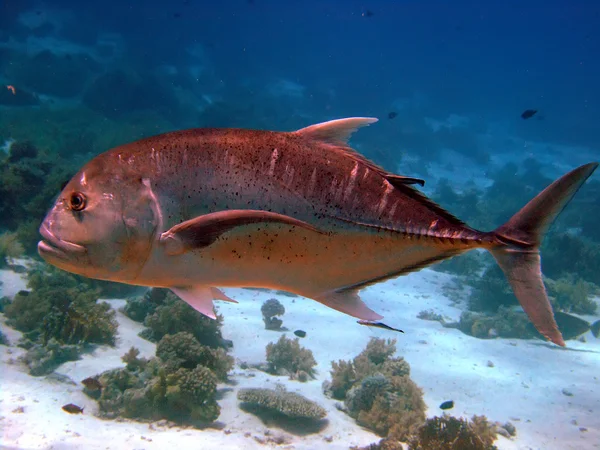 Obří trevally — Stock fotografie