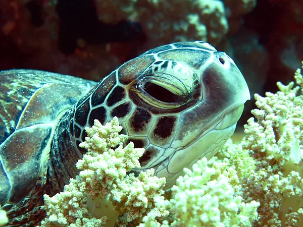 Tartaruga marina verde — Foto Stock