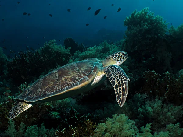 Tartaruga marina verde — Foto Stock