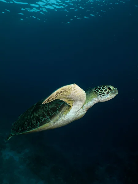 Зеленая черепаха — стоковое фото
