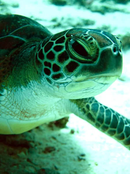 Green sea turtle — Stock Photo, Image