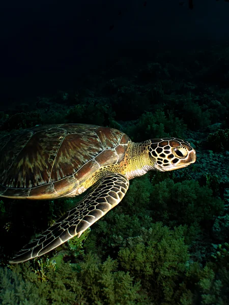 Tartaruga marina verde — Foto Stock