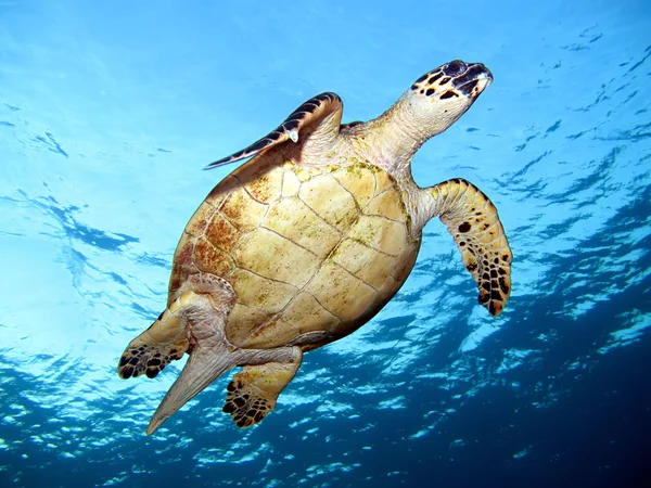 Hawksbill kaplumbağa — Stok fotoğraf
