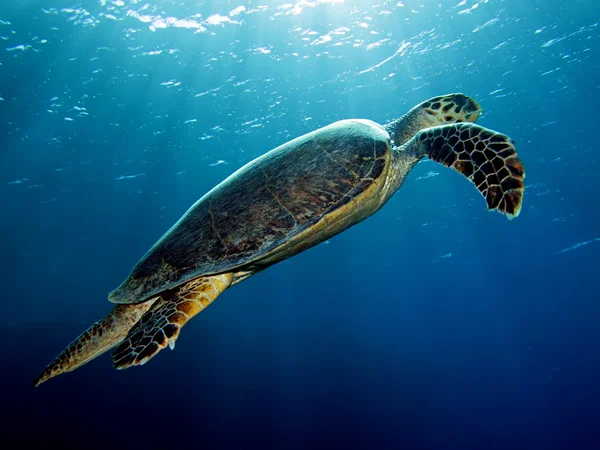 Hawksbill turtle — Stock Photo, Image