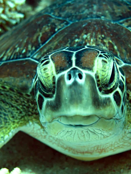 Green sea turtle — Stock Photo, Image