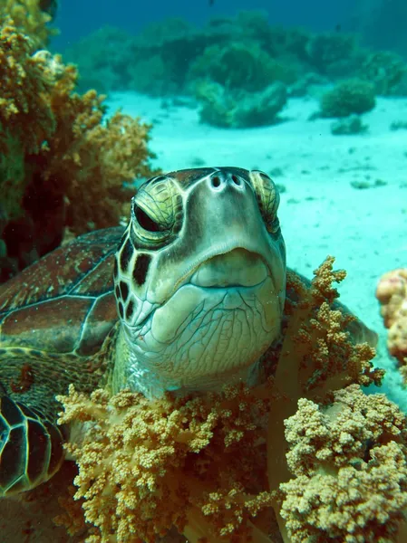 Tortue De Mer Verte Image Libre De Droit Par Lilithlita C