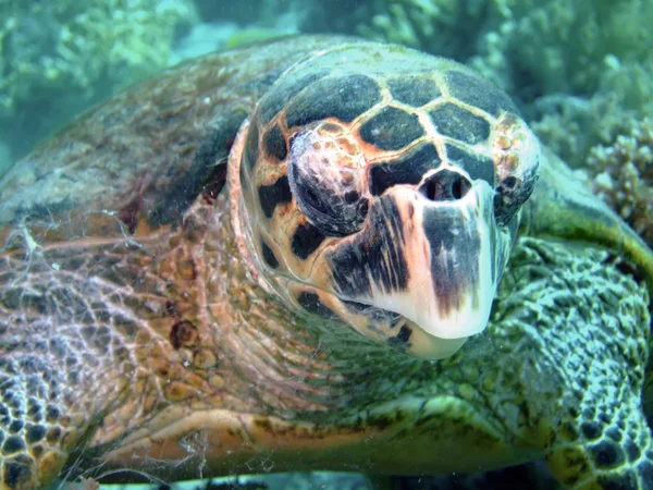 Hawksbill turtle — Stock Photo, Image