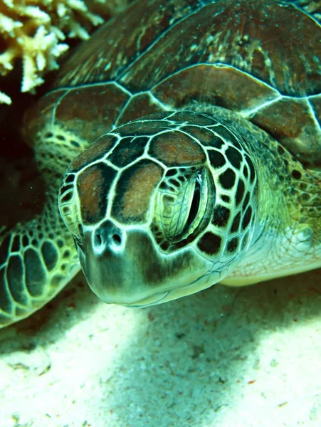 Green sea turtle — Stock Photo, Image