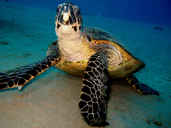 hawksbill kaplumbağa