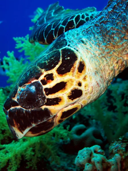Hawksbill turtle — Stock Photo, Image