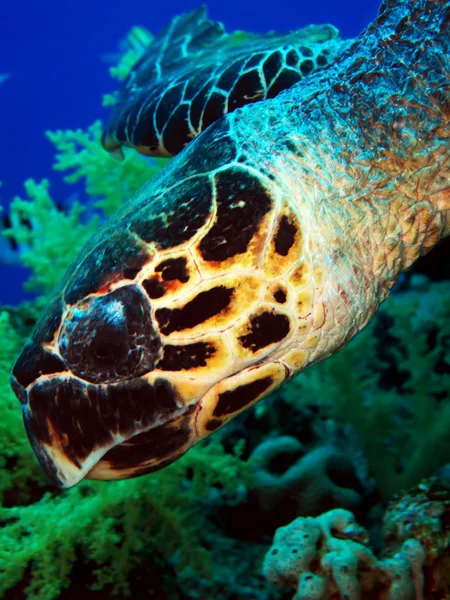 Hawksbill turtle — стокове фото