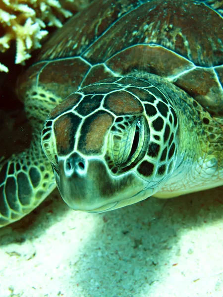 Green sea turtle — Stock Photo, Image