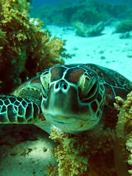 Green sea turtle — Stock Photo, Image