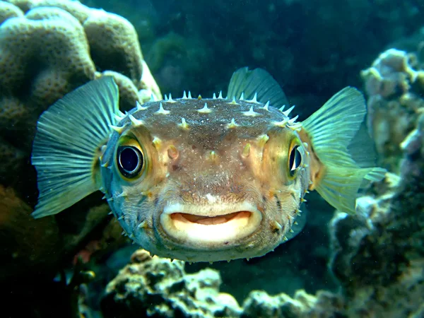 Yellowspotted burrfish — Stock fotografie