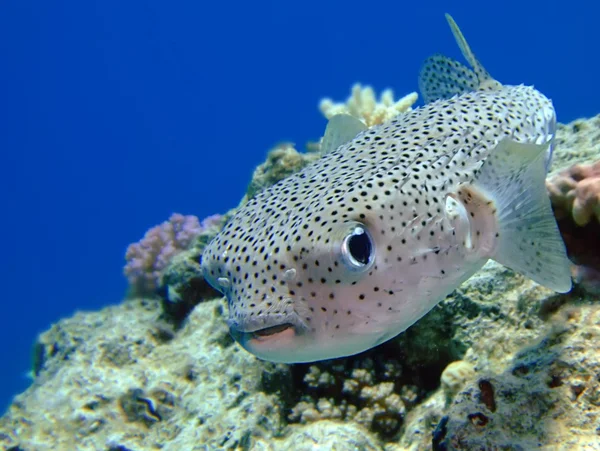 Porcupinefish — Stock Photo, Image