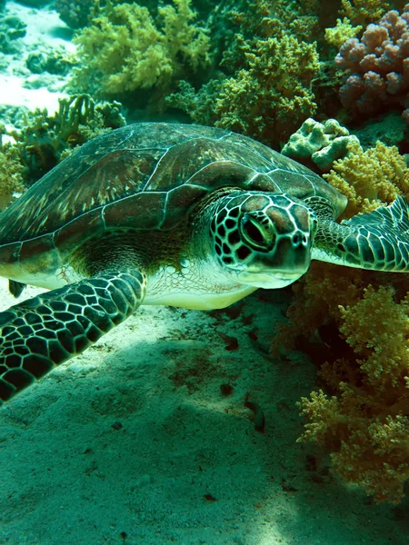 Green sea turtle — Stock Photo, Image