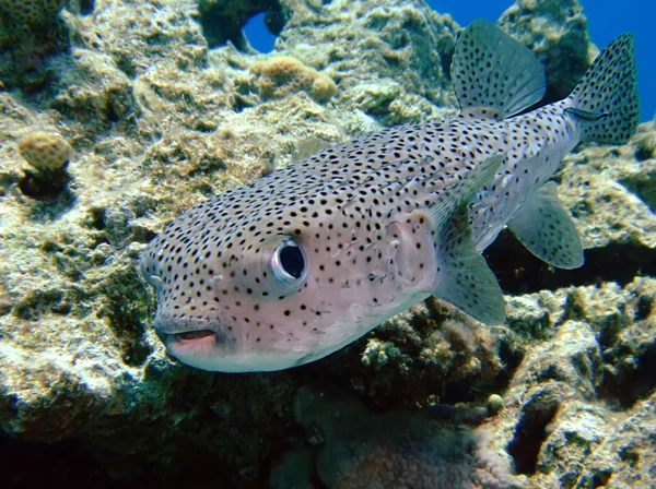 Porcupinefish
