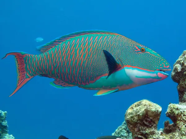 Peixe-papagaio — Fotografia de Stock