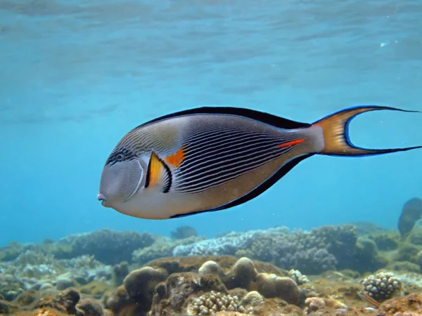 Soge surgeonfish — Stock fotografie