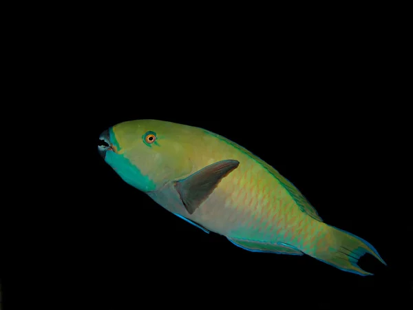 Rusty parrotfish (Scarus ferrugineus) — Stock Photo, Image