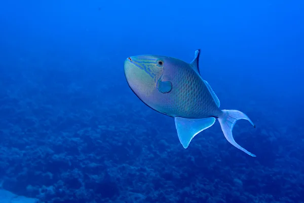 Redtooth triggerfish — Stock Photo, Image