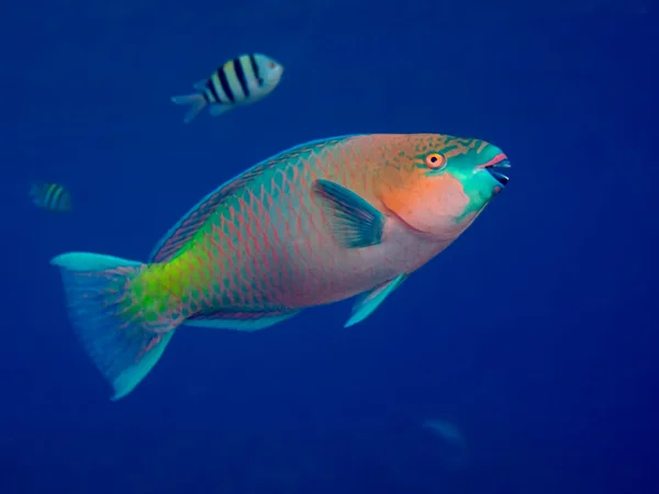 Parrotfish — Φωτογραφία Αρχείου