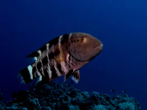 Redbreasted wrasse (cheilinus quinquecinctus) — Stock Photo, Image