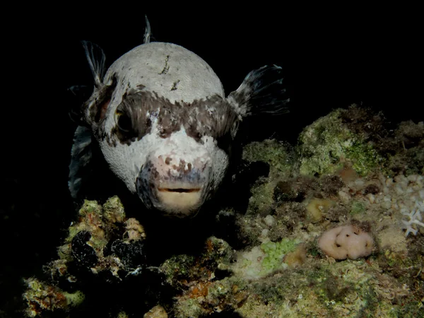 Masked puffer — Stock Photo, Image