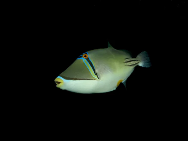 Picassofish (Rhinecanthus assasi) — Stok fotoğraf