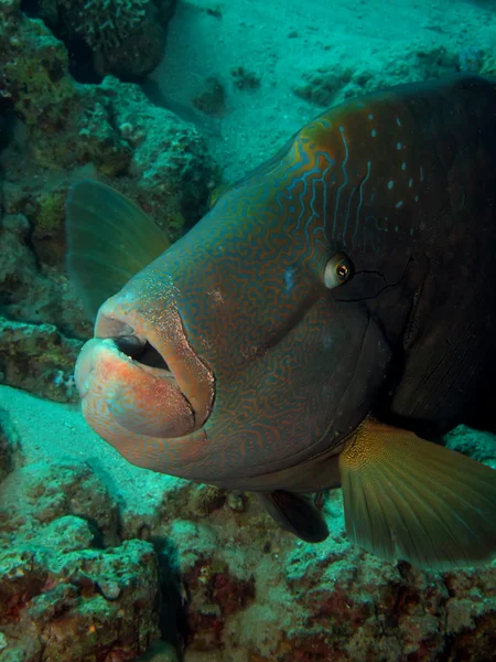 Napoleonfish (cheilinus undulatus) — Stock Photo, Image