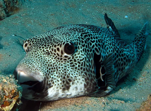 Starry Puffer (Arothron stellatus) — Stock Photo, Image