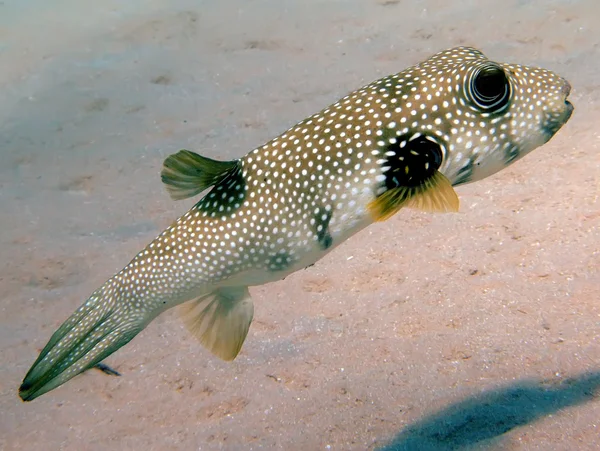 Chorro manchado en blanco — Foto de Stock