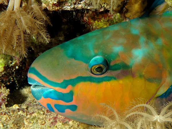 Parrotfish — Φωτογραφία Αρχείου