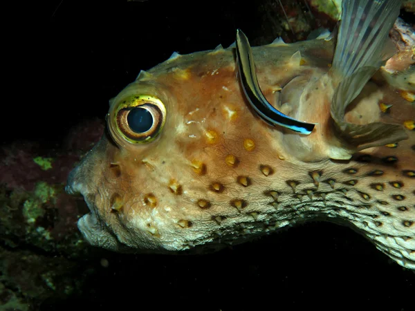 Yellowspotted burrfish — Stock fotografie