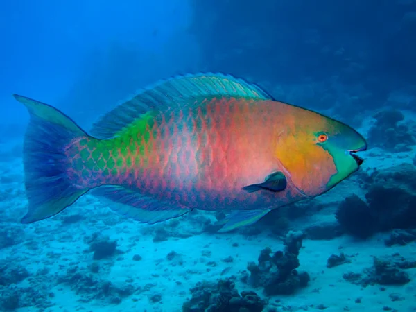 Roestige parrotfish (Scarus ferrugineus) — Stockfoto