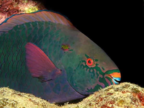 Parrotfish — Stock Photo, Image