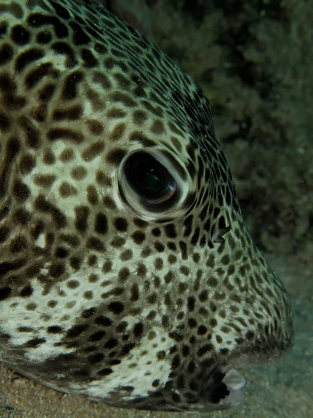 Puffer estrelado (Arothron stellatus ) — Fotografia de Stock