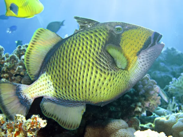 Titan triggerfish — Stock fotografie